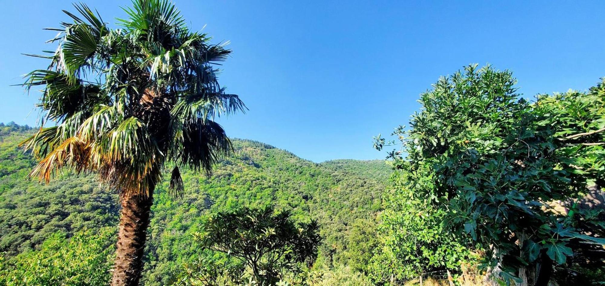 Gite De Combelebouze En Cevennes - Cosy, Confort Et Climatise - 3 Etoiles Saint-Privat-de-Vallongue 외부 사진