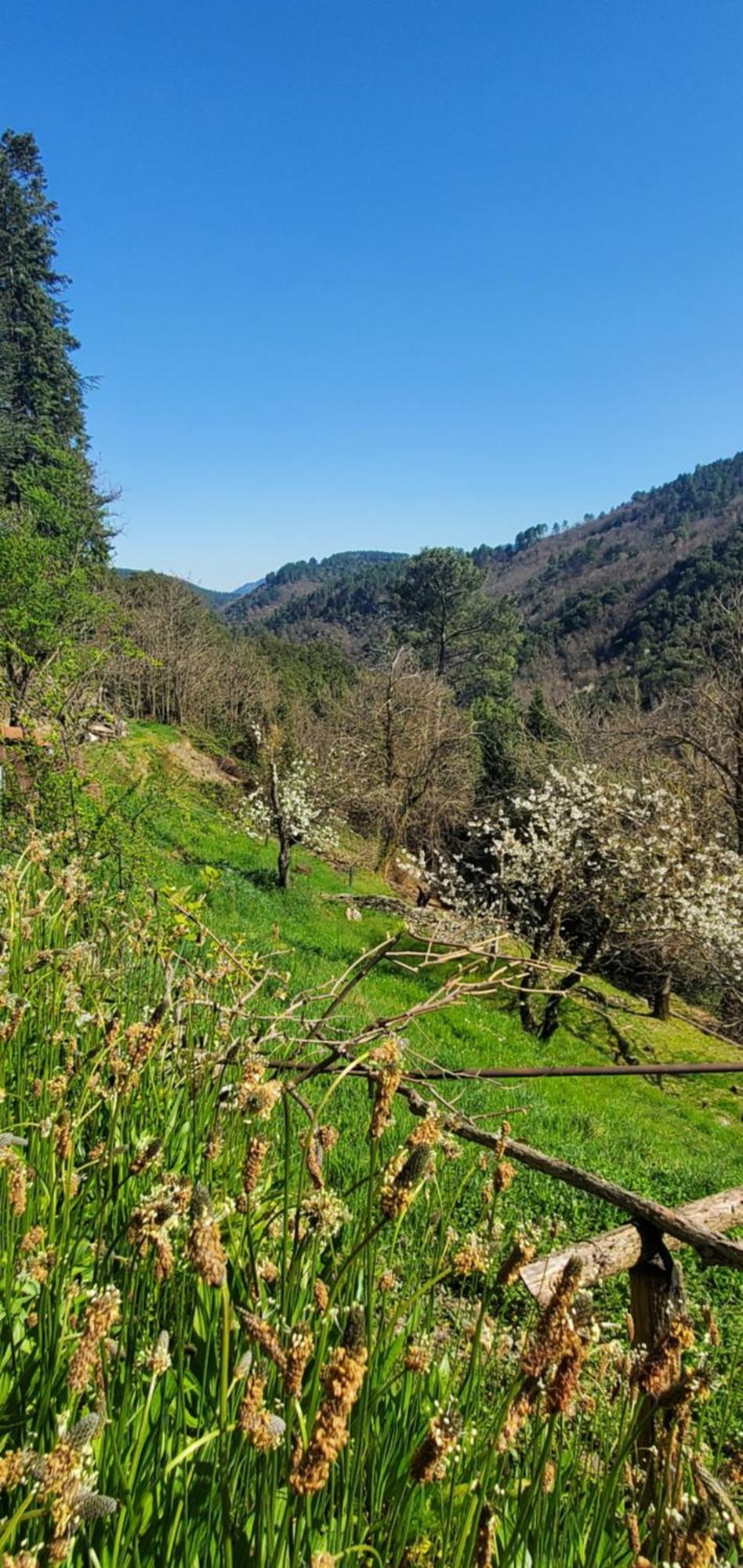 Gite De Combelebouze En Cevennes - Cosy, Confort Et Climatise - 3 Etoiles Saint-Privat-de-Vallongue 외부 사진